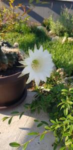 a white flower is sitting in the grass at PENSIUNEA LA CUCI in Techirghiol