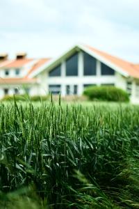 a field of tall green grass in front of a house at Katrinebergs Folkhögskola B&B in Vessigebro