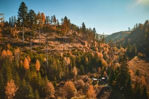 an autumn view of a mountain with trees at Škandinávske domčeky-lesná sauna a ubytovanie in Spišské Bystré