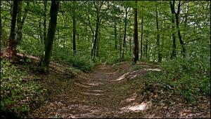 a trail in a wooded area with trees at Penzion V polích in Malé Číčovice