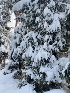 eine schneebedeckte Kiefer mit Schnee darauf in der Unterkunft садиба "У Чубчика" in Jaremtsche