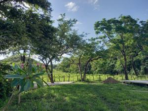 einen Park mit Bäumen und Gras und einem Pfad in der Unterkunft Hostel Nicoa in Nosara