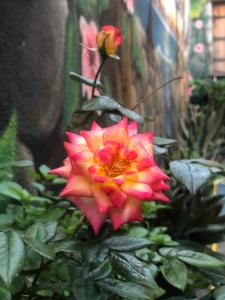 Fotografie z fotogalerie ubytování Zouglas App Guesthouse v destinaci Limassol