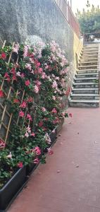 un montón de flores rosas en macetas al lado de las escaleras en Appartamento Solilo 3 km da Sestri Levante, en Casarza Ligure