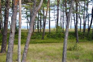 a group of trees in a field with grass at Villa Mar Baabe in Baabe