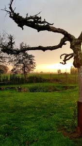 una rama de árbol en un campo con la puesta de sol en el fondo en De Wabisabiboerderij, en Oedelem