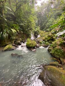 a stream in the middle of a forest at Maison Petit Paradis in Basse-Terre