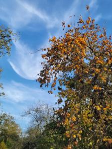 Foto dalla galleria di Butik Hotel Maşukiye a Masukiye Altre 114 foto