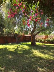dos árboles con flores rosas en un patio en Casa buganvilla, en Almarda