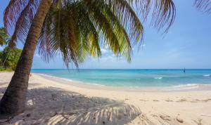 a palm tree on a beach with the ocean at Lantana Barbados Condos in Saint James