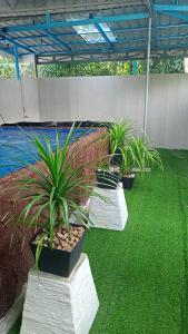 eine Reihe Topfpflanzen in einem Gewächshaus in der Unterkunft Al-Kautsar Private Pool WIFI Movies Aircond in Kota Bharu