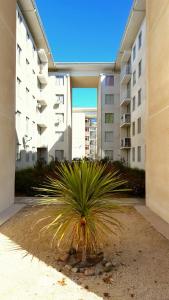 eine Palme vor einem Gebäude in der Unterkunft Departamento Marina la Serena in La Serena