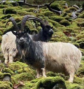 two goats standing on a moss covered hillside at Garth Engan Private Self Contained B&B with Garden Area in Llanbedr