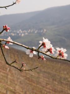 una rama de un árbol con flores rosas. en Gastehaus Weingut Rossler en Lorch am Rhein