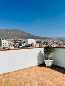 a potted plant sitting on the ledge of a white wall at Hostal Makea Pachuca in Pachuca de Soto