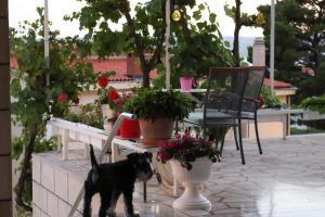 a small black dog standing on a patio with plants at Apartments Emilija in Brela