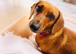 a brown dog is laying on a bed at Namaste Hospedagem in Natal