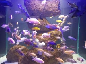 a large aquarium filled with lots of fish at Modern Gated 8 Bedroom Mansion Built on 5 Acres in Grainger
