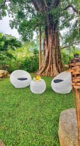 a group of four white plates on the grass next to a tree at Area 4 eco cubes in Ella