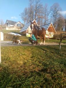 Zvířata v apartmánu nebo okolí