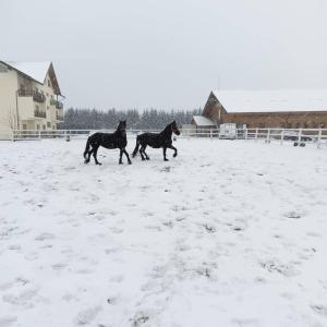 two horses running in a snow covered field at Complex Panicel in Râşnov