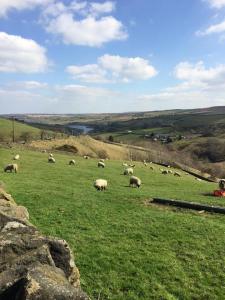 a herd of sheep grazing in a green field at The Yorkshire Hosts - Fall in Green Cottage in Haworth
