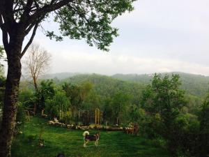 two animals standing in a field with a tree at Alloggio in vetta alla montagna in Montese