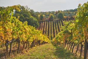 Kép Fattoria La Loggia szállásáról San Casciano in Val di Pesában a galériában