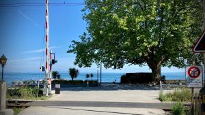 a tree on a sidewalk next to the ocean at Spielzimmer am Bodensee in Rorschach