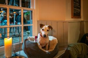 a dog sitting in a basket on a table at Castle Inn in West Lulworth