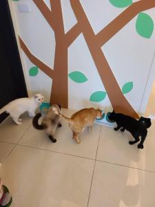 a group of four cats eating food from a bowl at 煙燻貓民宿 tesla充電需電洽-無合作Ago達平台 in Taitung City