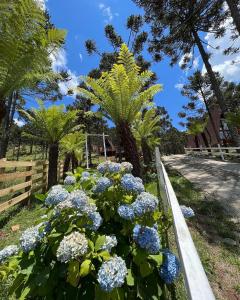 a garden with blue flowers and palm trees at URUBICI - Cabana da Montanha in Mundo Novo