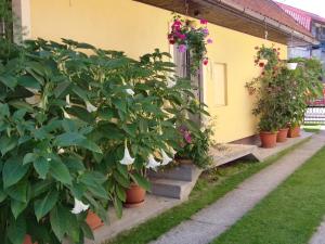 A garden outside Chalupa Kucbel