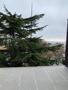 a large pine tree sitting on top of a building at Hotel Blue Ottoman in Istanbul