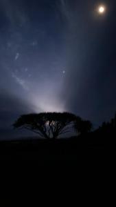 a tree in a field at night with the moon at Forest Hill Country Lodge in Piet Retief