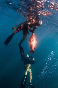 Snorkeling dan/atau menyelam di hotel