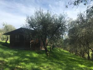 una cabaña en medio de un campo con árboles en Agriturismo Podere I' Caldino, en Troghi