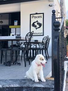 Mascotas con sus dueños en Pisces Hotel