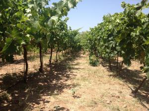 Gallery image of George Paradise in Nees Kidonies