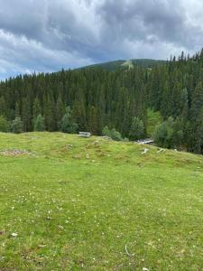 a field of grass with trees in the background at Åreskutans Mountain Lodge i Huså Lägenhet 03 in Huså