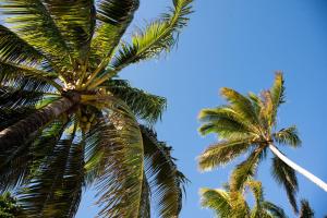 Imagem da galeria de Colibri Beach Villas em Trou dʼ Eau Douce