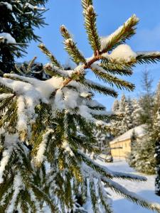 une branche de pin recouverte de neige avec de la neige dans l'établissement Lesnaya Skazka Hotel, à Pereslavl-Zalesski