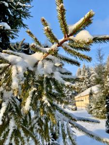 a tree filled with lots of snow next to a building at Lesnaya Skazka Hotel in Pereslavl-Zalesskiy