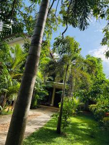 a palm tree in front of a house at Yala Southern Homestay in Tissamaharama