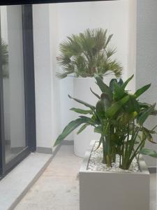Zdjęcie z galerii obiektu Casa 34 w mieście Guardamar del Segura