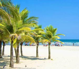 un grupo de palmeras en una playa en DISPONIVEL NATAL E REVEILLON - Casa Linda e Aconchegante com Piscina -Aquecimento Solar o Ano Todo Perto da Praia, en Praia Grande 141 fotos más
