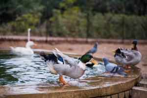 Gallery image of Clarks Safari Pushkar in Pushkar
