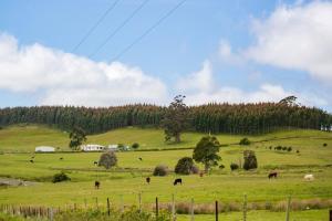 a herd of animals grazing in a green field at 3 Hills at The Good Place in Staverton