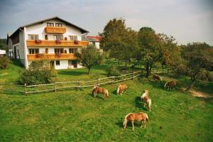grupa koni pasących się na polu przed domem w obiekcie Biobauernhof Wolf-Hof w mieście Pressbaum