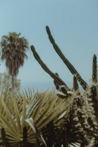 a bird sitting on top of a palm tree at Nonna's Boutique Hotel in Dhërmi +26 photos